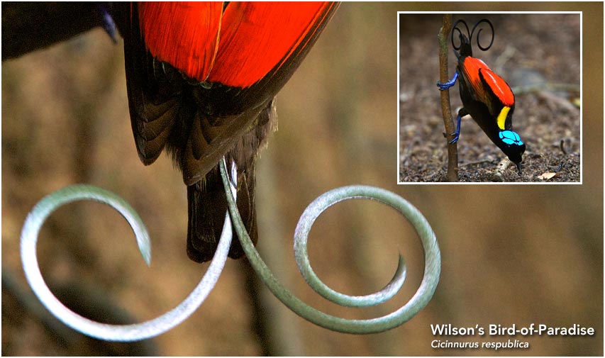 Wilson’s Bird-of-Paradise