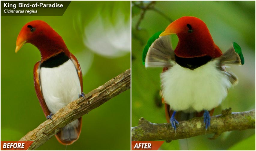 King Bird-of-Paradise