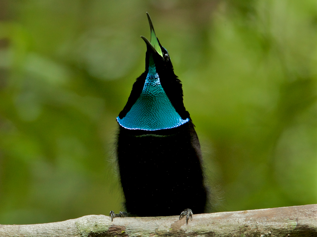 casey paradise birds 