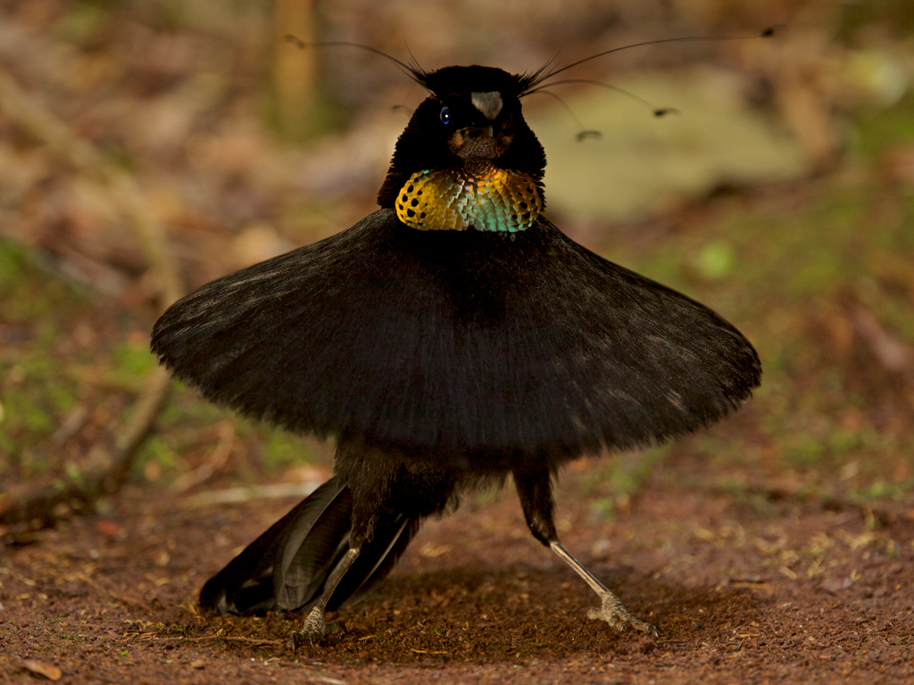 Паротия Кэрол. Паротия Кэрол птица Райская. Западная паротия птица. Parotia sefilata.