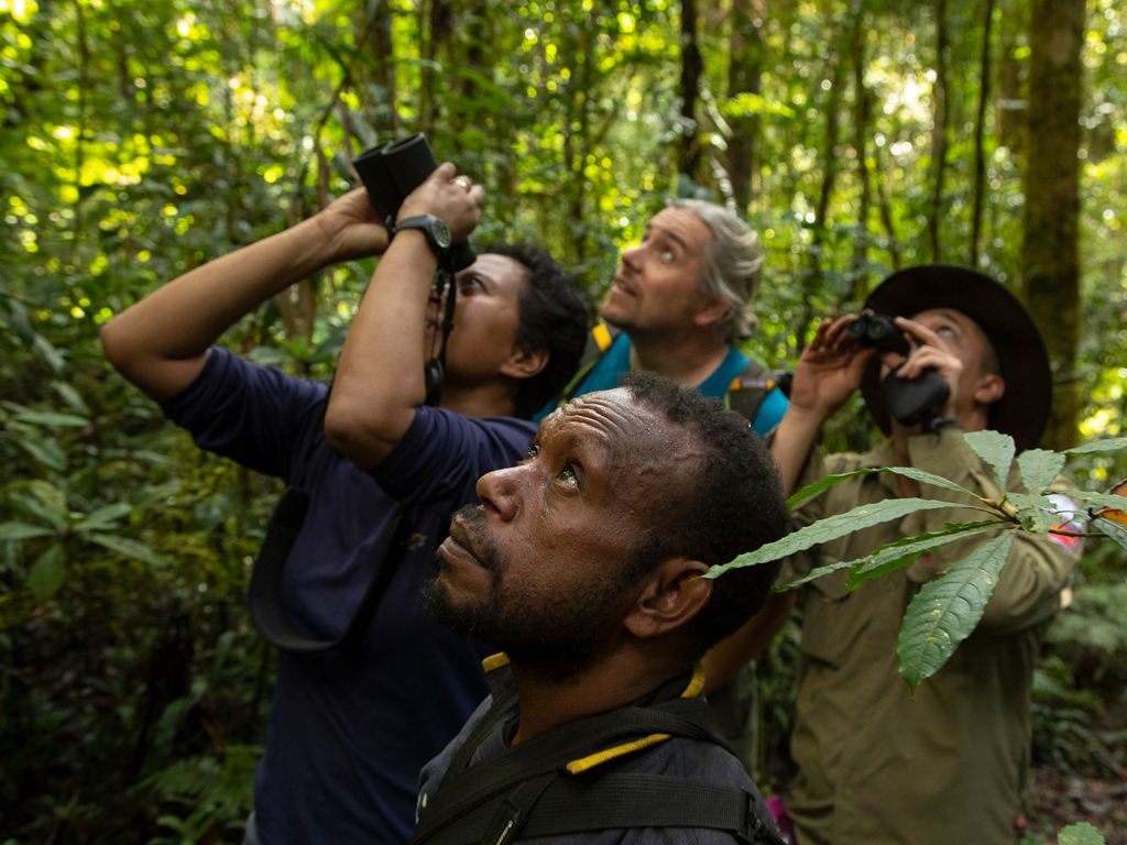 birders observing birds-of -paradise in forest