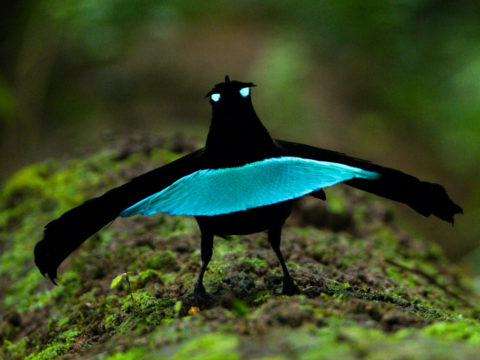 A Vogelkop Lophorina Bird-of-Paradise displays in the forest