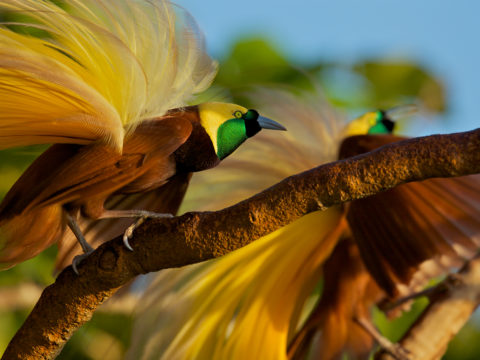 Birds of Paradise, Attractions